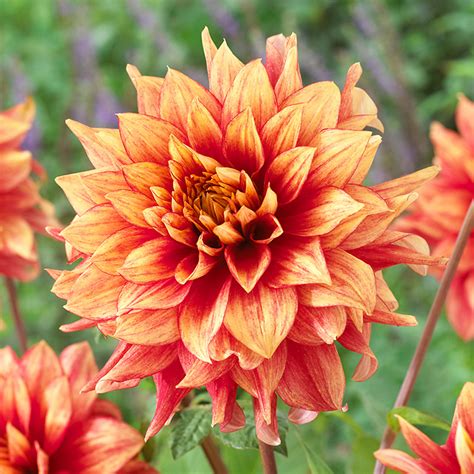 The Language of Dazzling Magic Dahlias: Understanding the Subtle Messages They Convey